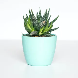 Aloe vera with white pot