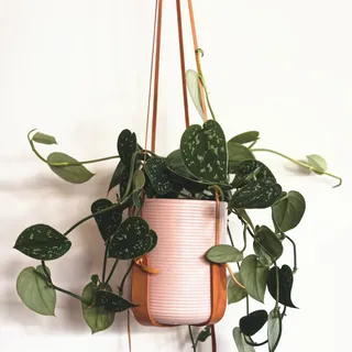 Hanging plant