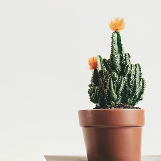 Orange tip cactus