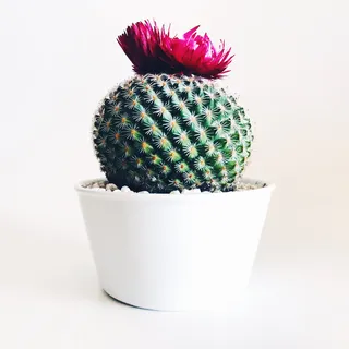 Pink tip short cactus
