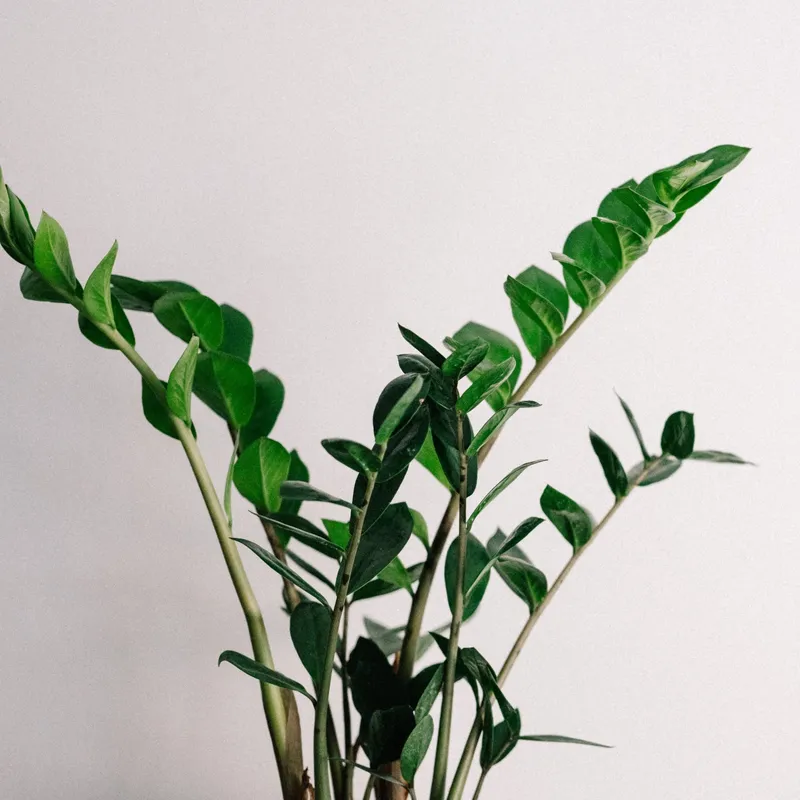 Green plant with white ceramic pot