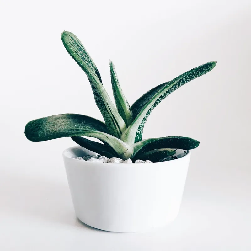 Dori Succulent with pot new