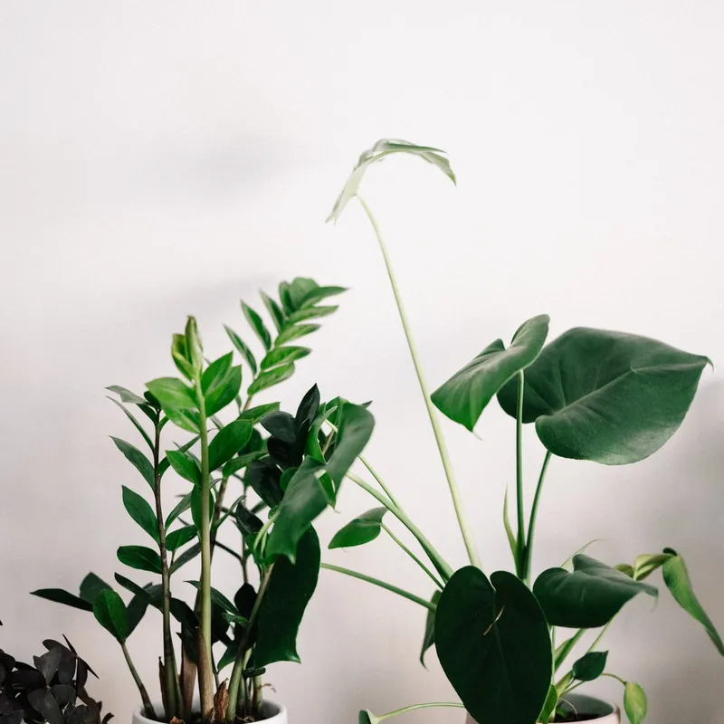 Plant pot pair