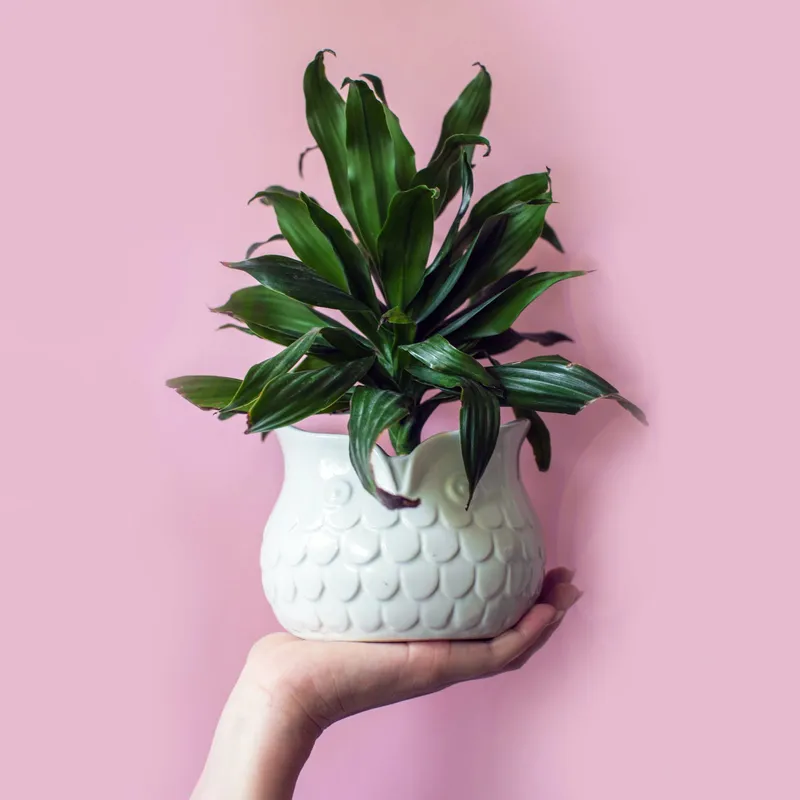 Palm plant in white pot
